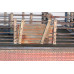 4mm Cattle Dock B